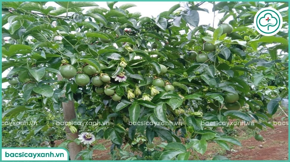 Tăng khả nặng đậu trái cho Chanh dây